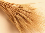 Продаю пшеницу фуражную,  25 тонн